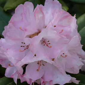 Rhododendron Kupferschwert ®