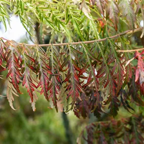 Rhus typhina Tiger Eyes