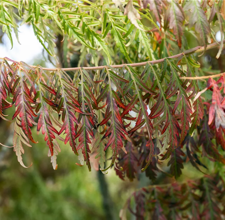 Hirschkolben-Sumach 'Tiger Eyes'®