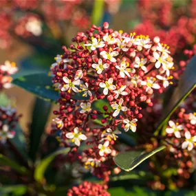 Skimmia japonica Red Dwarf