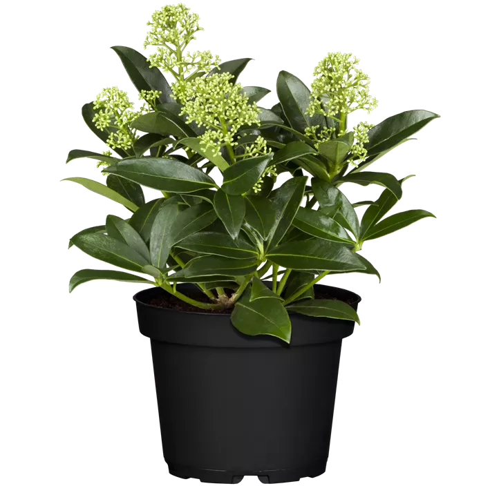 Skimmie 'White Dwarf'