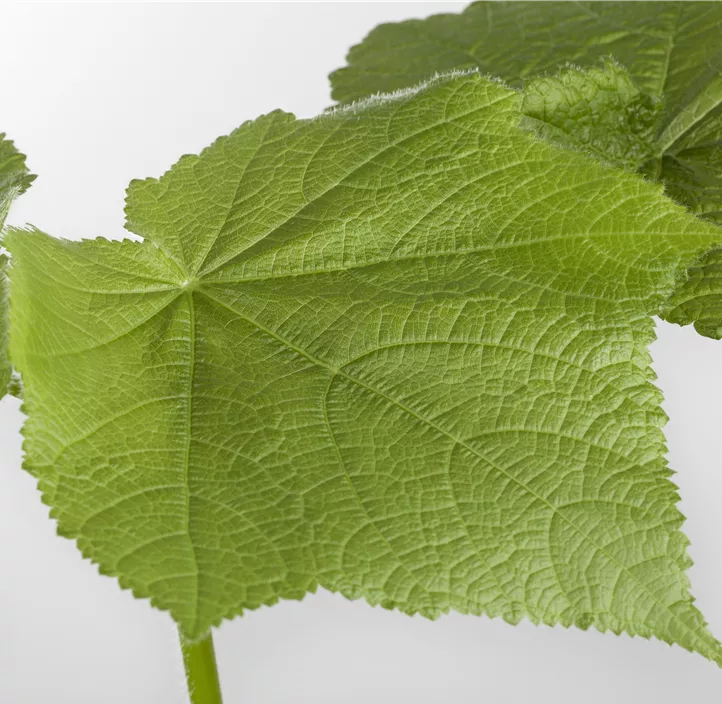 Kapländische Zimmerlinde