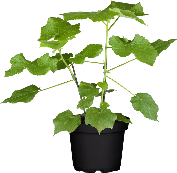 Kapländische Zimmerlinde