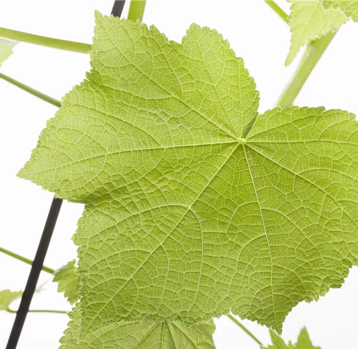 Kapländische Zimmerlinde