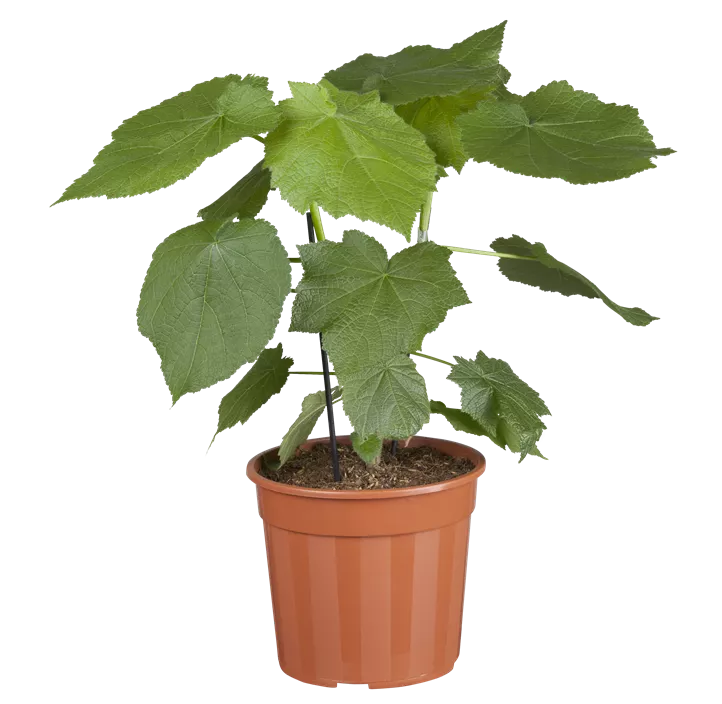 Kapländische Zimmerlinde