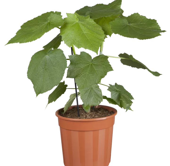 Kapländische Zimmerlinde