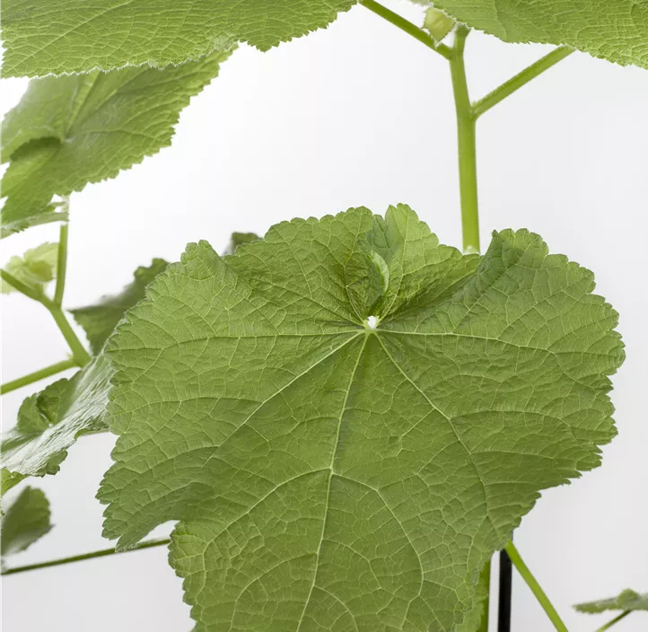 Kapländische Zimmerlinde