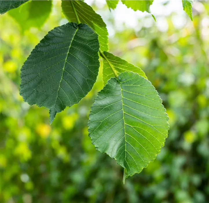 Laubenulme 'Camperdownii'