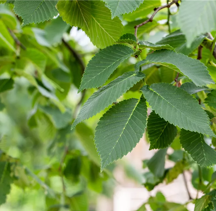 Laubenulme 'Camperdownii'