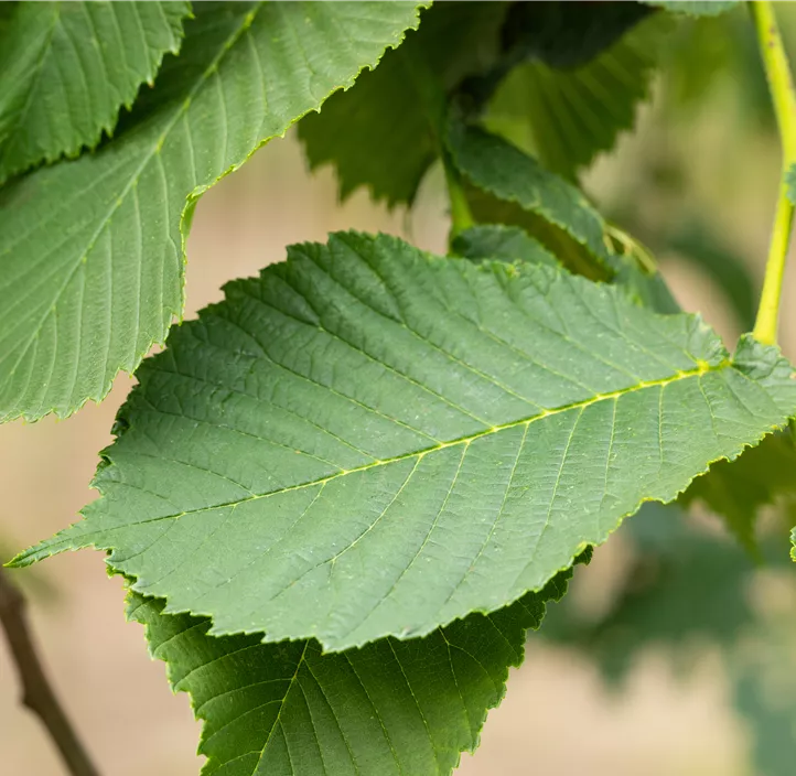 Laubenulme 'Camperdownii'