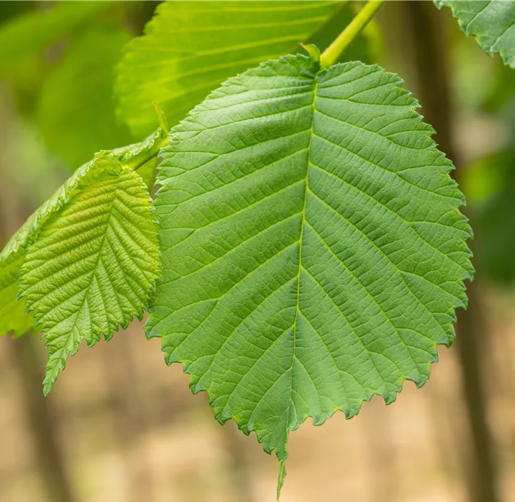 Laubenulme 'Camperdownii'