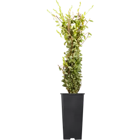 Vaccinium macrocarpon Cranberry