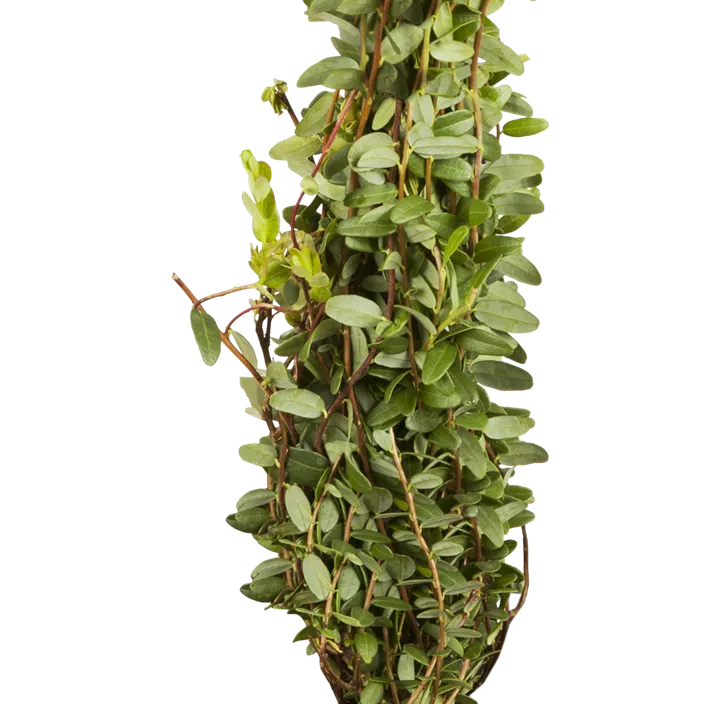 Großfrüchtige Moosbeere 'Cranberry'