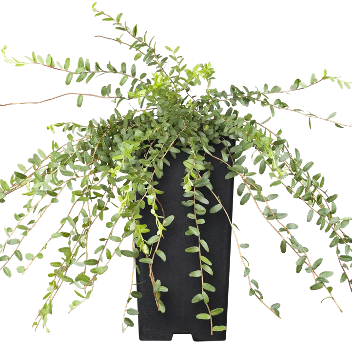 Großfrüchtige Moosbeere 'Cranberry'