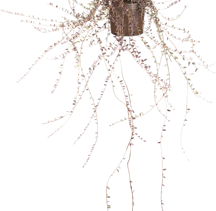 Großfrüchtige Moosbeere 'Cranberry'