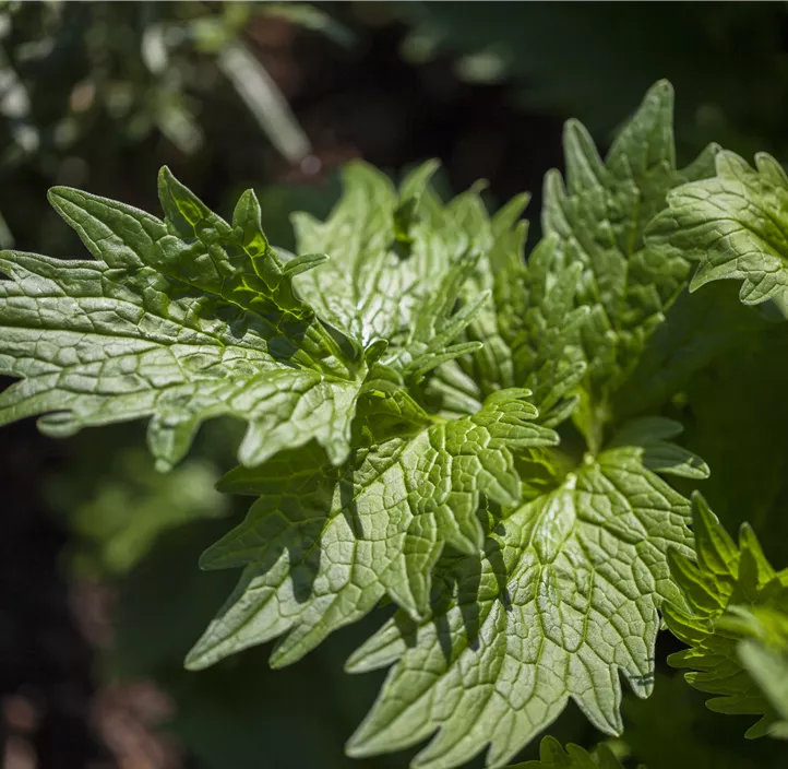 Gewöhnlicher Baldrian