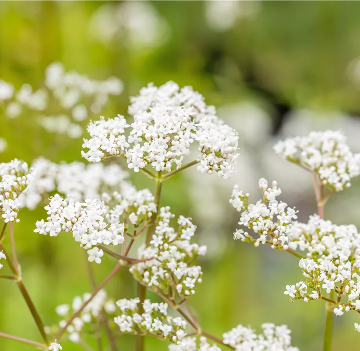 Gewöhnlicher Baldrian