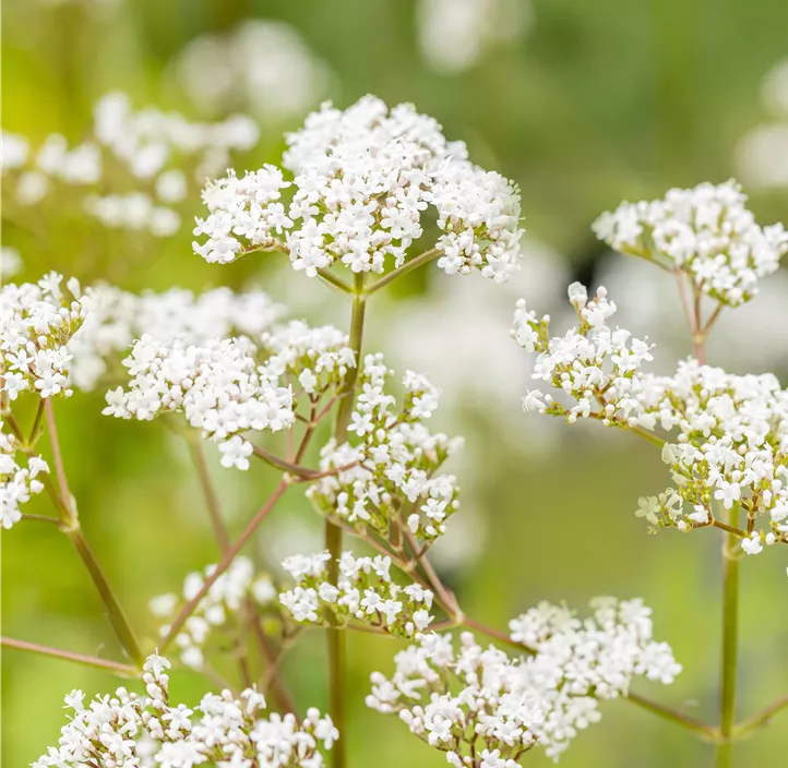 Gewöhnlicher Baldrian
