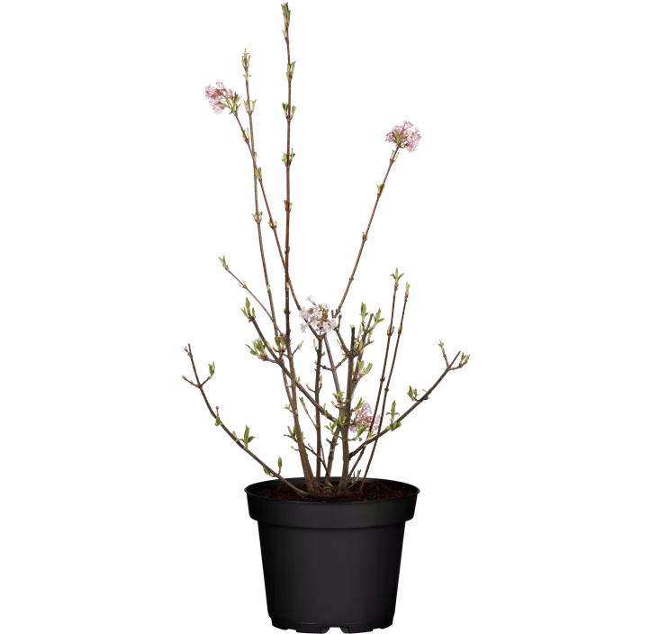 Winter-Schneeball 'Charles Lamont'