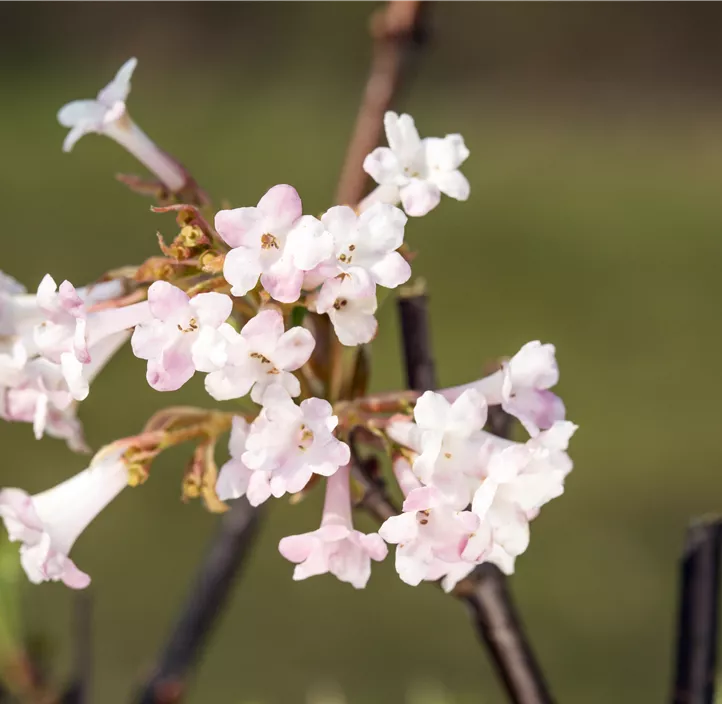 Winter-Schneeball 'Charles Lamont'