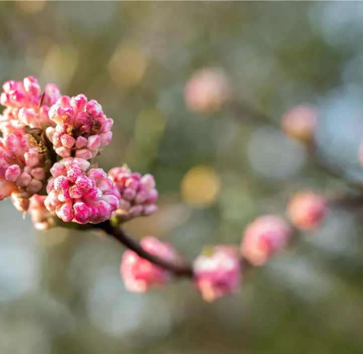 Winter-Schneeball 'Charles Lamont'