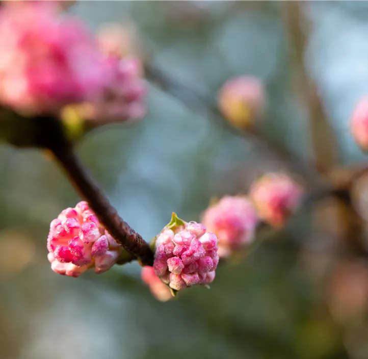 Winter-Schneeball 'Charles Lamont'