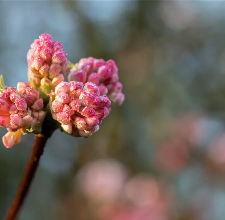 Winter-Schneeball 'Charles Lamont'