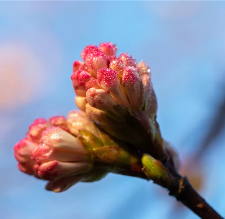 Winter-Schneeball 'Charles Lamont'
