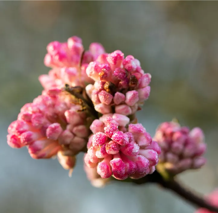 Winter-Schneeball 'Charles Lamont'