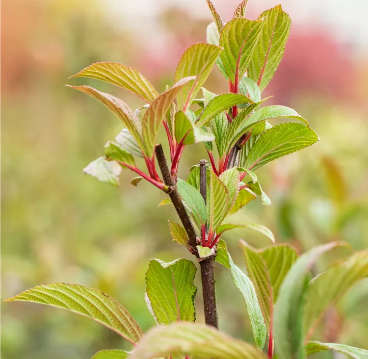 Winter-Schneeball 'Charles Lamont'