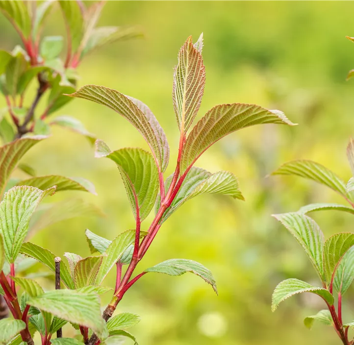 Winter-Schneeball 'Charles Lamont'