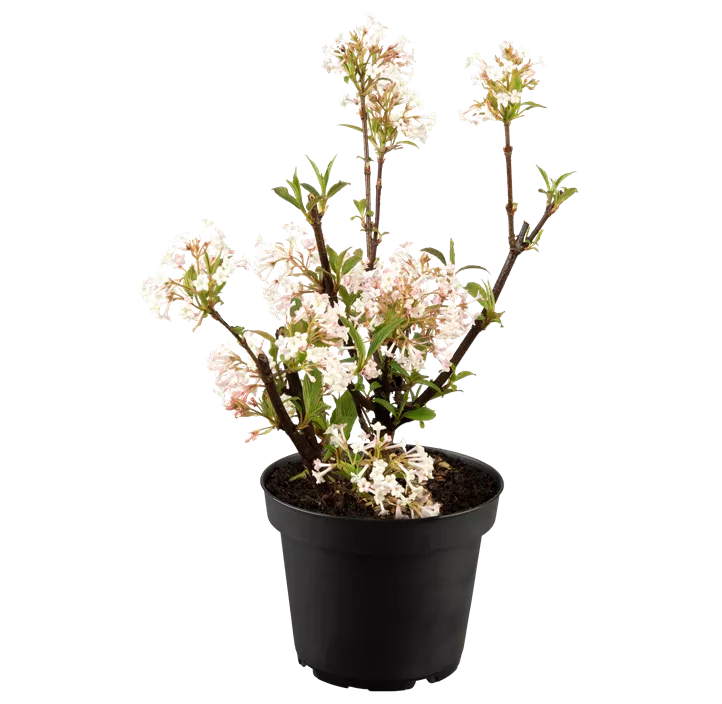 Winter-Schneeball 'Charles Lamont'