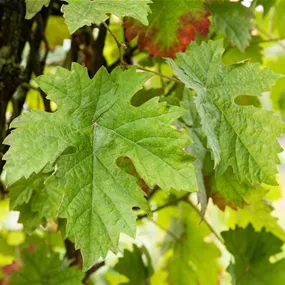 Vitis vinifera Solitärstamm