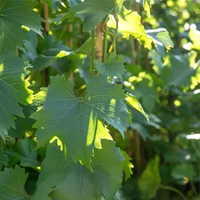 Vitis vinifera Bianca