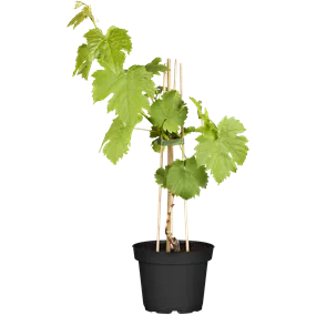 Vitis vinifera Katharina, 5 Liter Topf