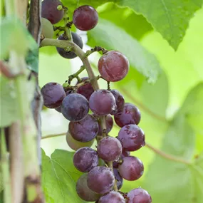 Vitis vinifera Katharina, 2 Liter Topf