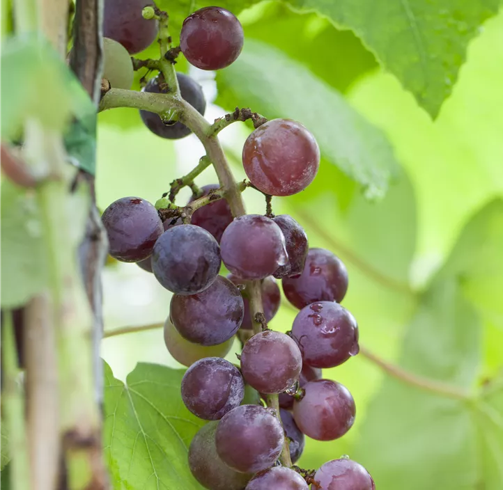 Tafeltraube 'Katharina'(s)