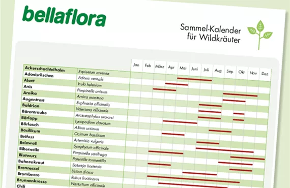 Sammel-Kalender für Wildkräuter