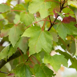 Acer freemanii Armstrong