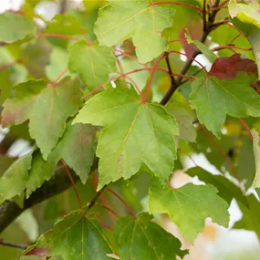 Acer freemanii Armstrong
