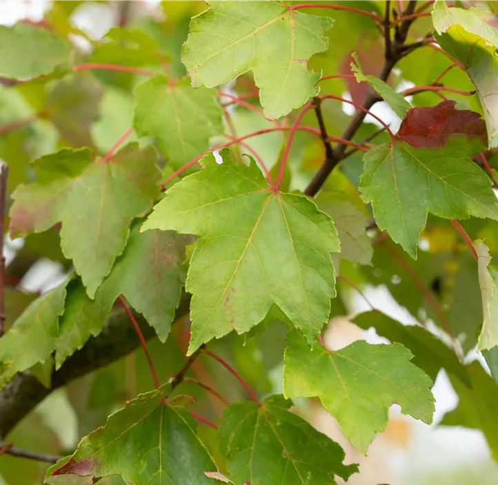 Schmalkroniger Rotahorn 'Armstrong'