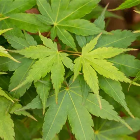 Acer palmatum Little Princess Säule