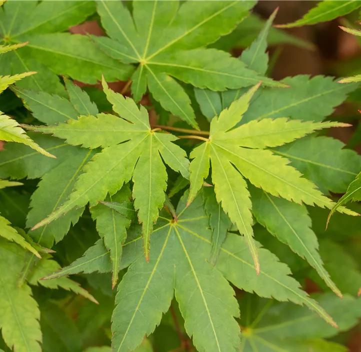 Fächerahorn 'Little Princess'