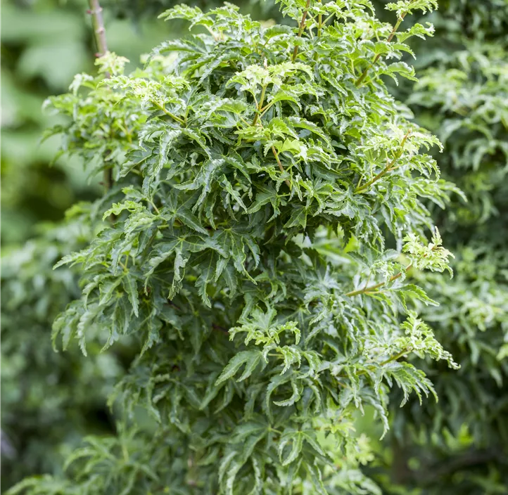 Fächerahorn 'Shishigashira'