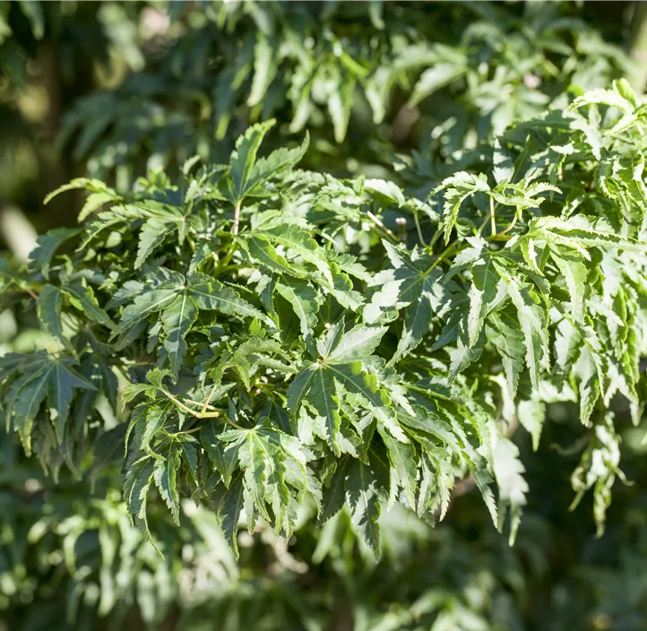 Fächerahorn 'Shishigashira'