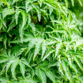 Acer palmatum Shishigashira