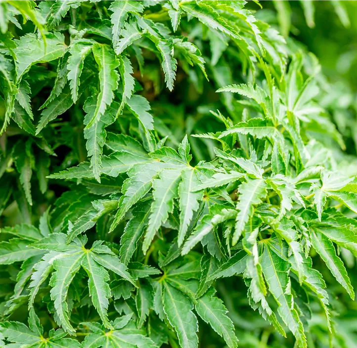 Fächerahorn 'Shishigashira'