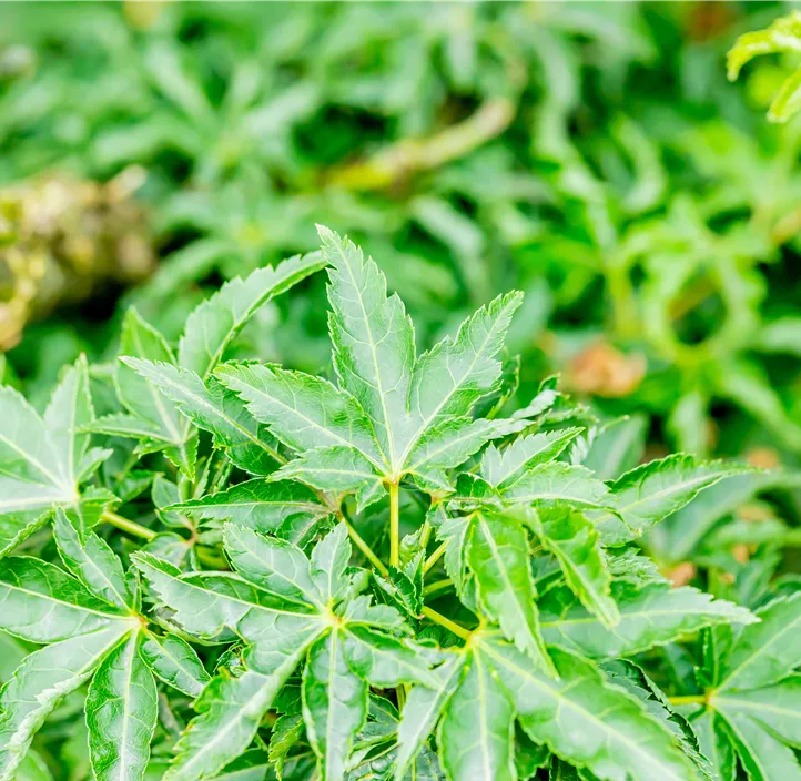 Fächerahorn 'Shishigashira'