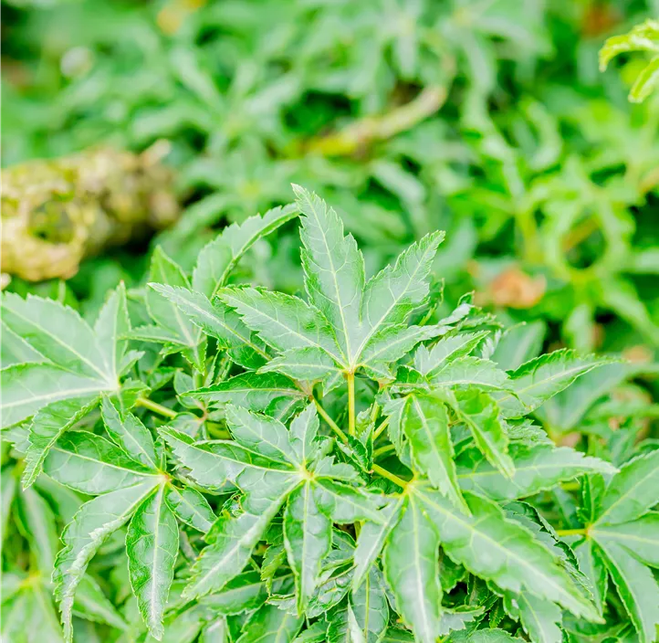 Fächerahorn 'Shishigashira'