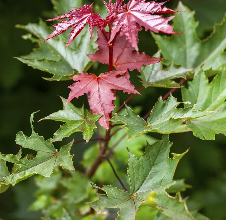 Spitzahorn 'Crimson Sentry'